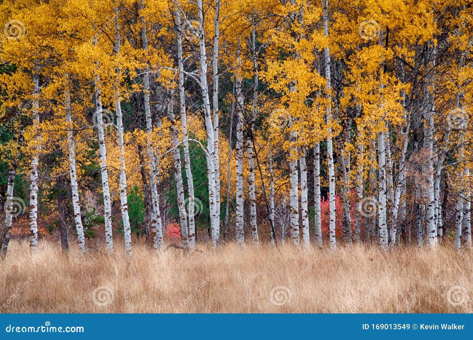 White Barked Quaking Aspen Trees Under Autumn Golden Leaves Stock Image
