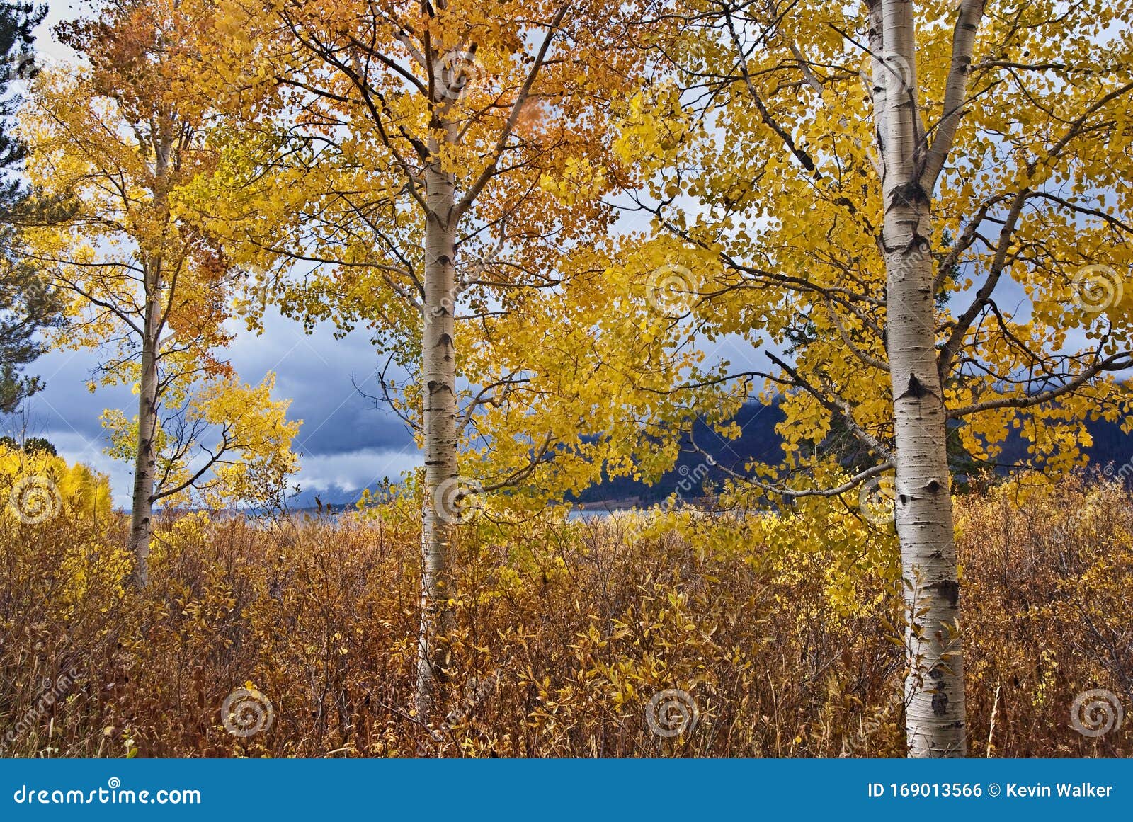 White Barked Quaking Aspen Trees Under Autumn Golden Leaves Stock Photo
