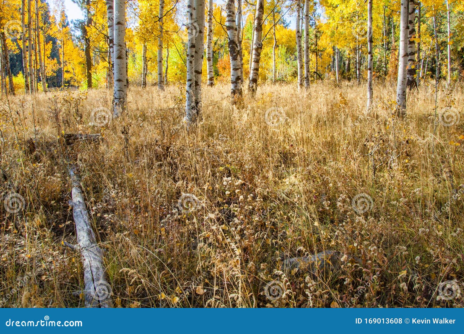 White Barked Quaking Aspen Trees Under Autumn Golden Leaves Stock Photo White Barked Quaking Aspen Trees Under Autumn Golden Leaves Stock Photo