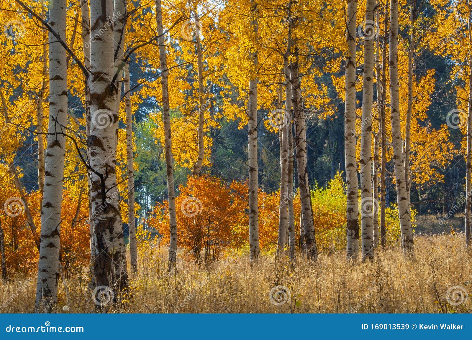 White Barked Quaking Aspen Trees Under Autumn Leaves Stock Image