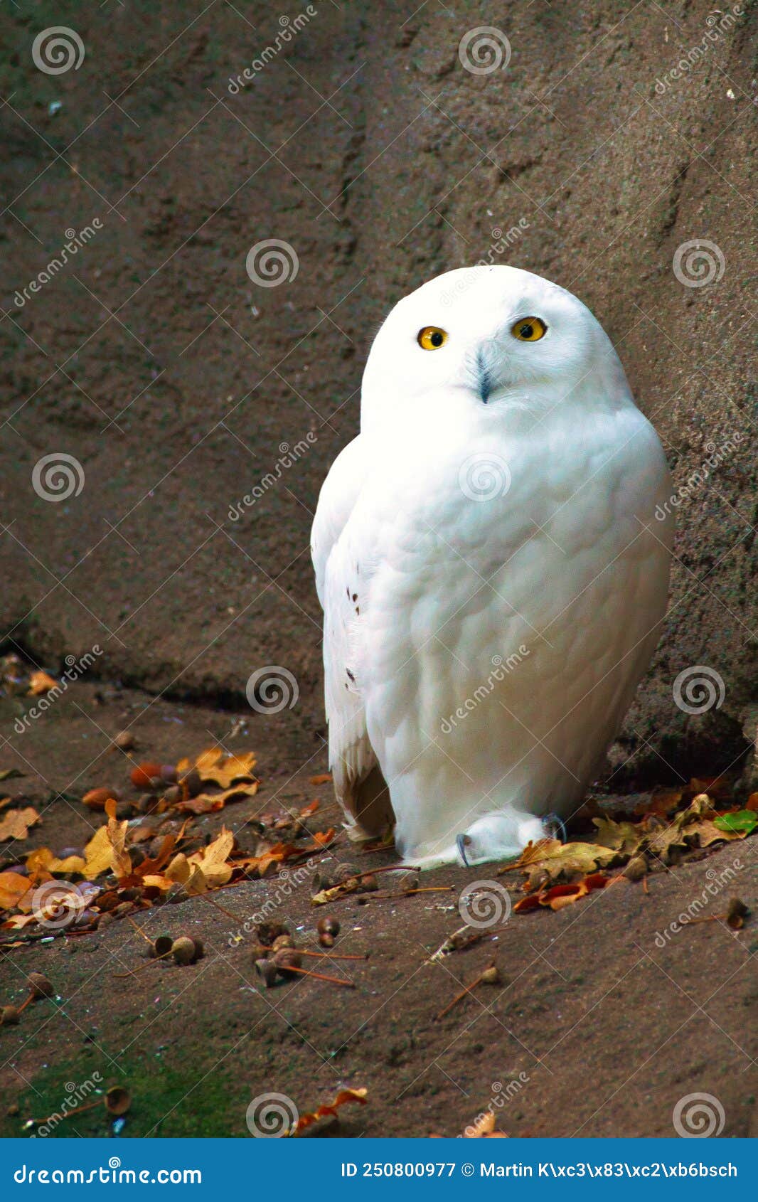 White Barn Owl. the Owl is a Bird of Prey of the Twilight and Night