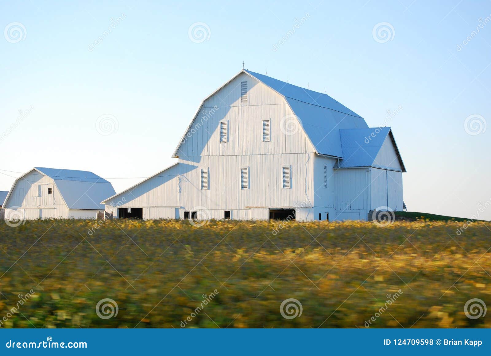 White Barns At Dusk In The Midwest