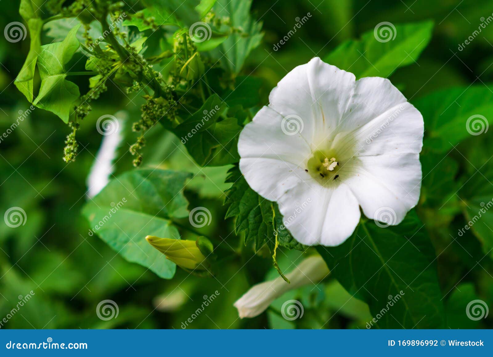 white beach moonflower in a garden surrounded by greenery with a blurry background