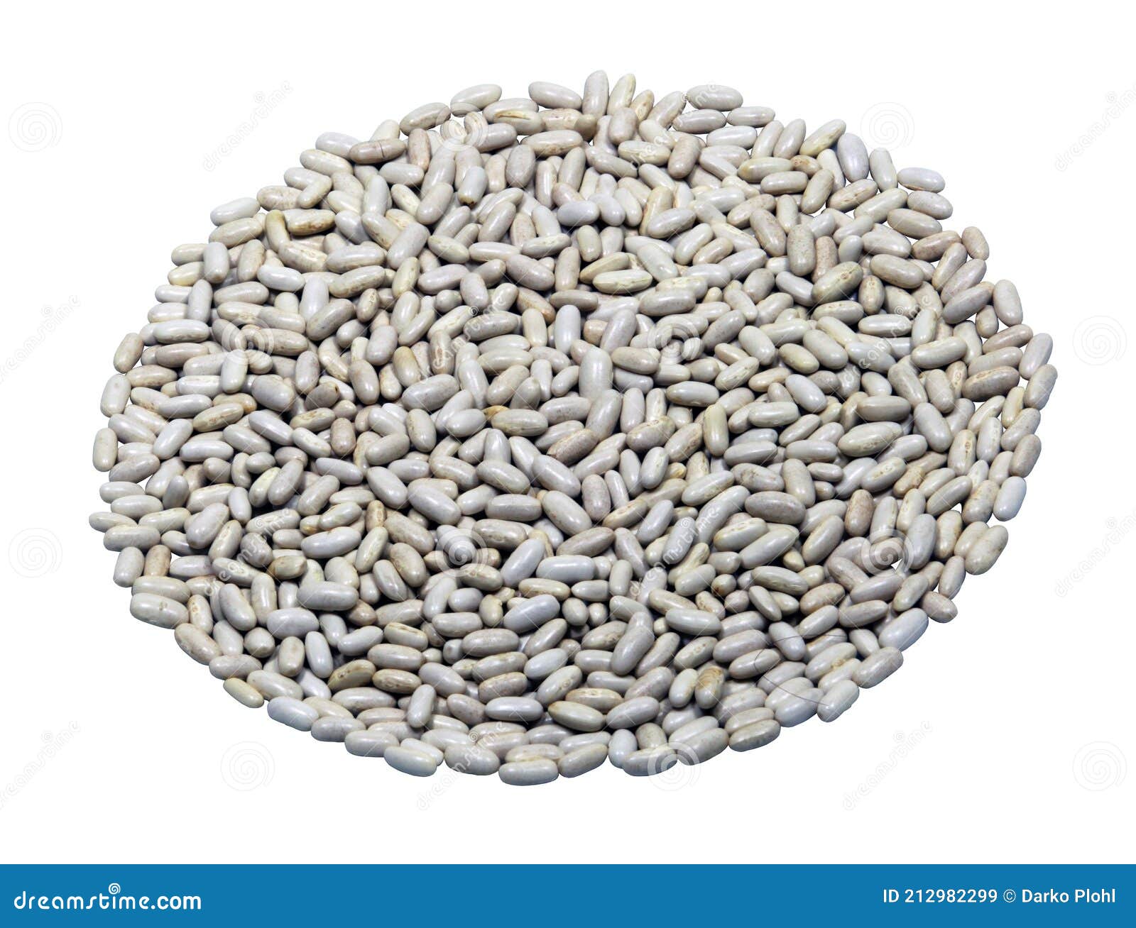 white bean seed presenta