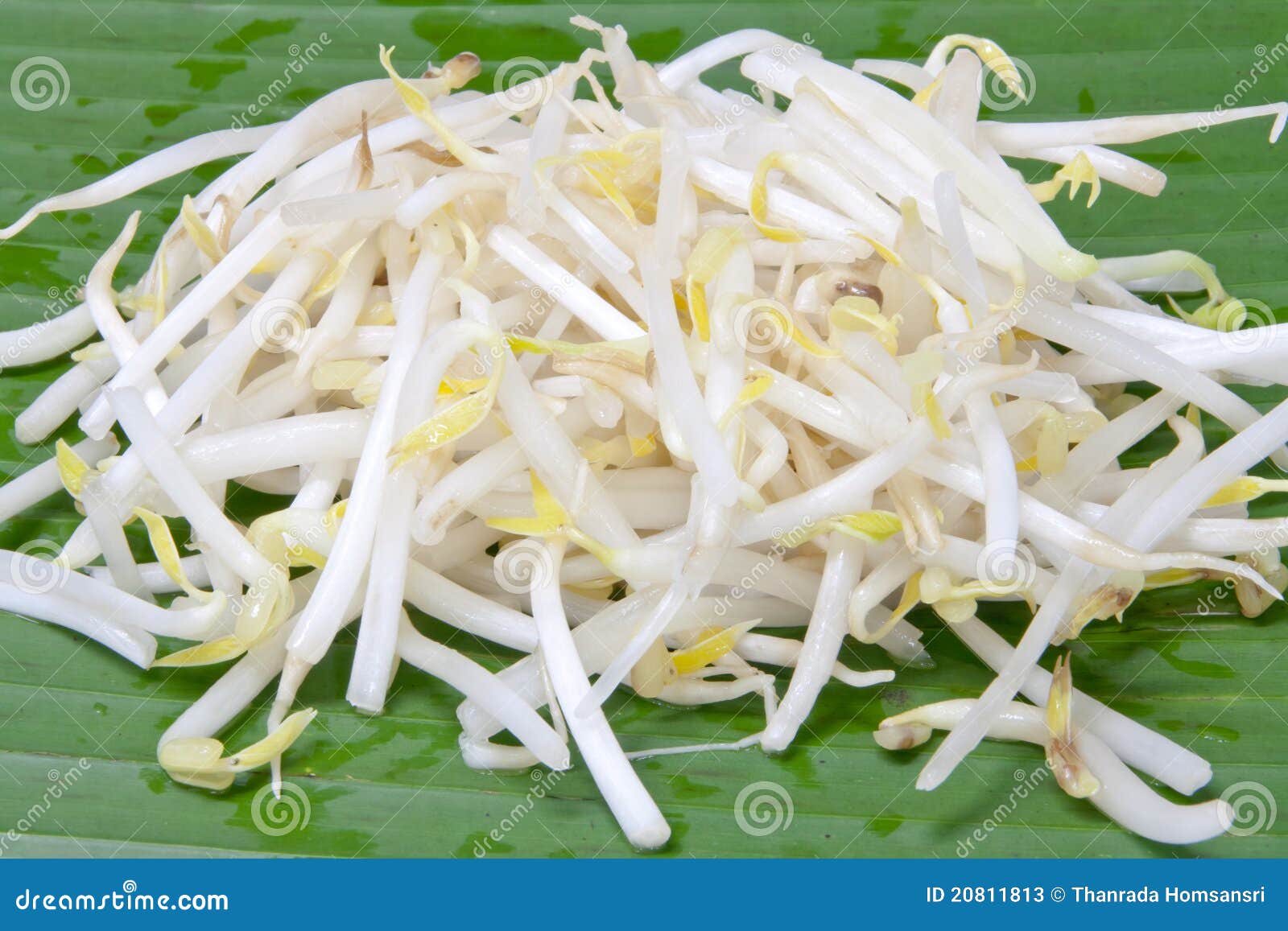 White bean sprouts stock image. Image of seed, vegetable 20811813