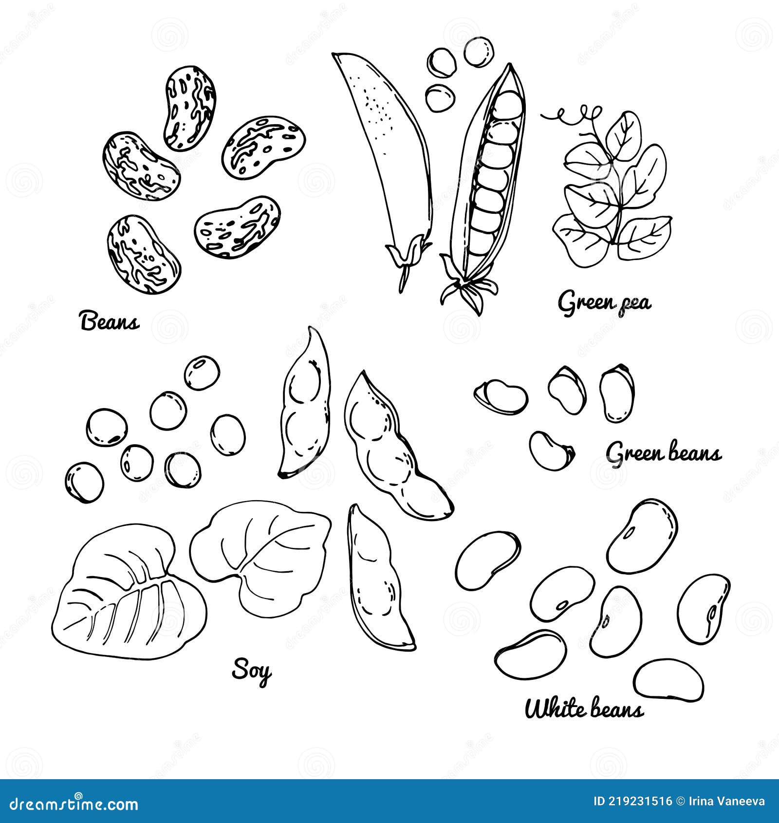 Soybean Hand Drawn Stock Illustrations – 893 Soybean Hand Drawn Stock  Illustrations, Vectors & Clipart - Dreamstime