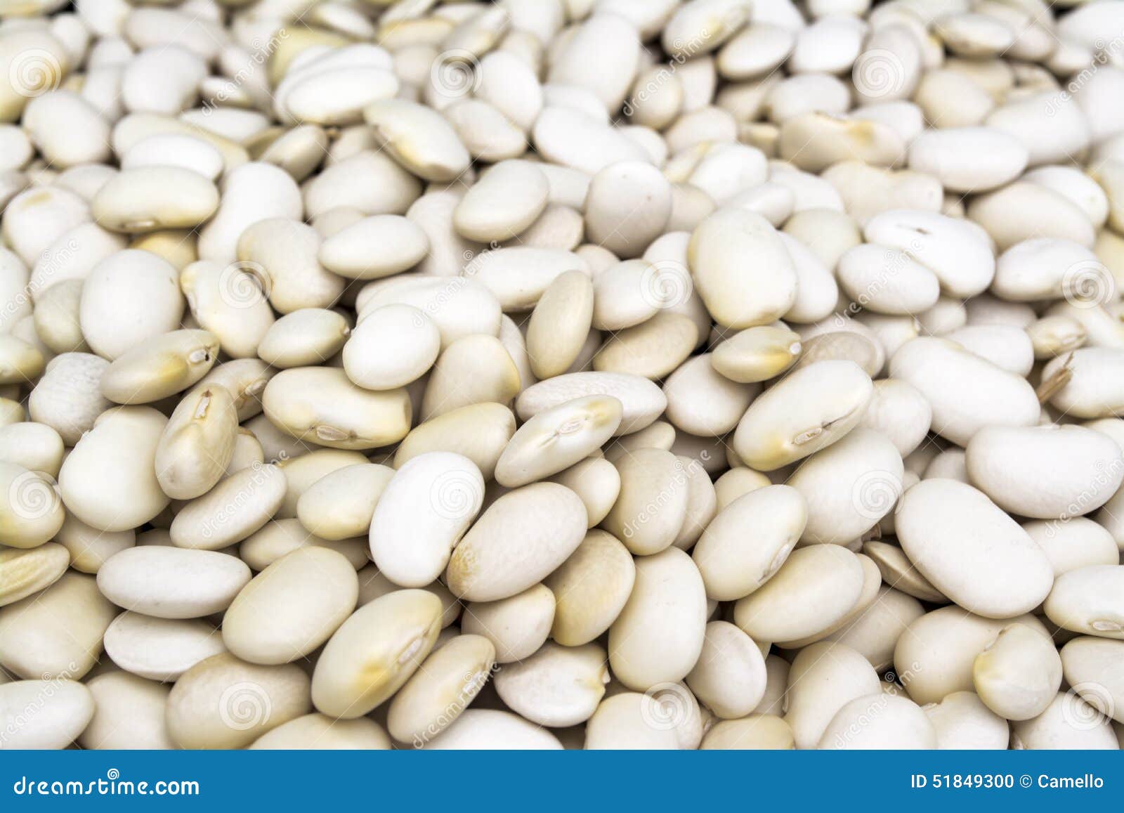 White Beans stock photo. Image of nutrition, leguminous 51849300