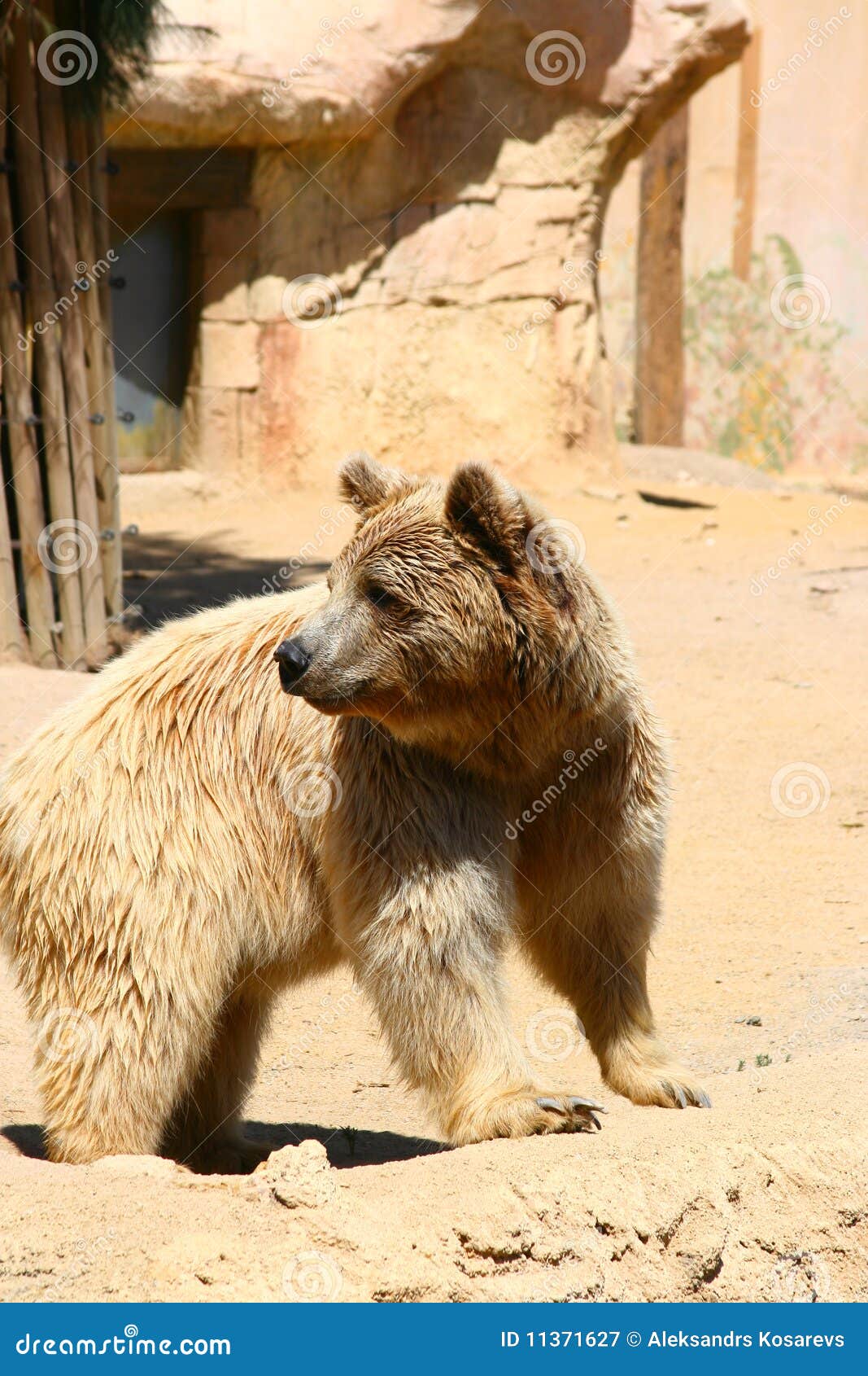 white bear in zoo, tabernas, almeria