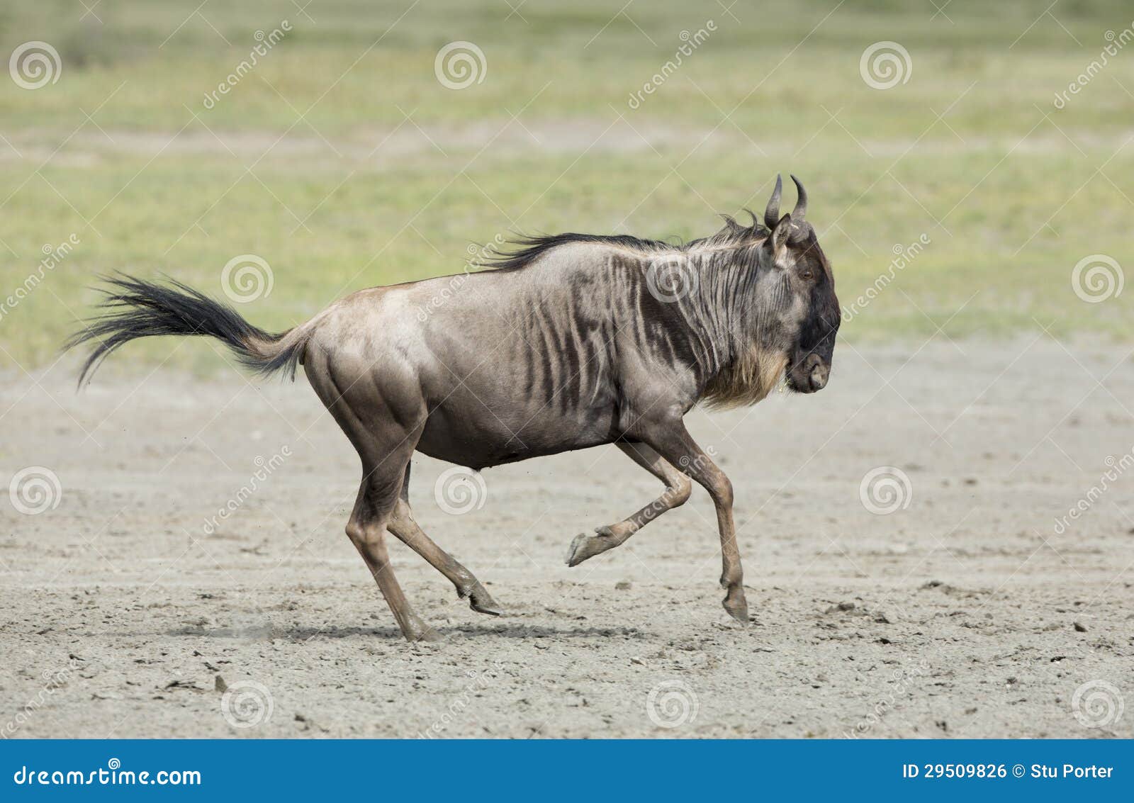 white bearded wildebeest running, tanzania