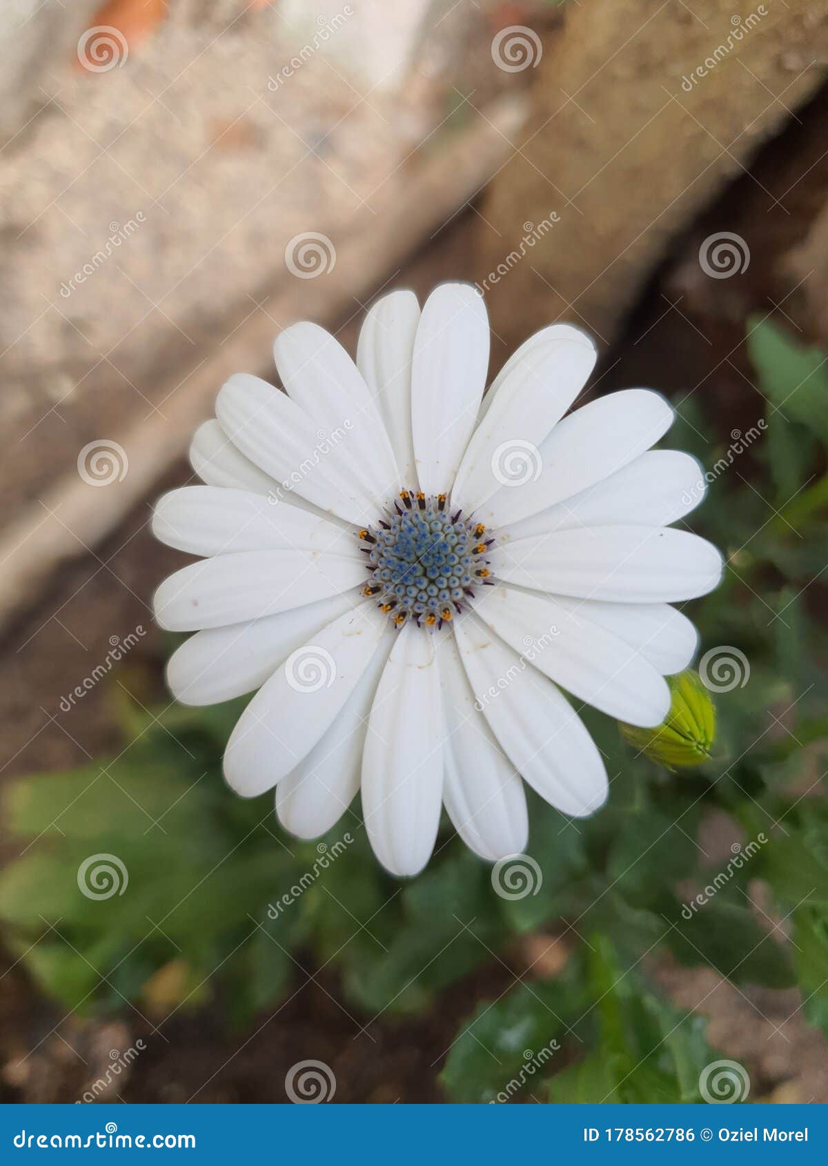white and beautiful flower