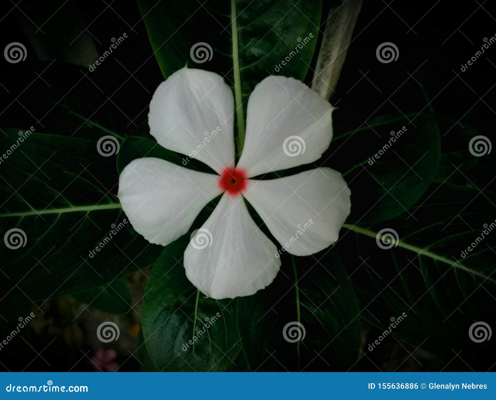 White Beautiful Flower with Red on the Center Stock Photo Image of