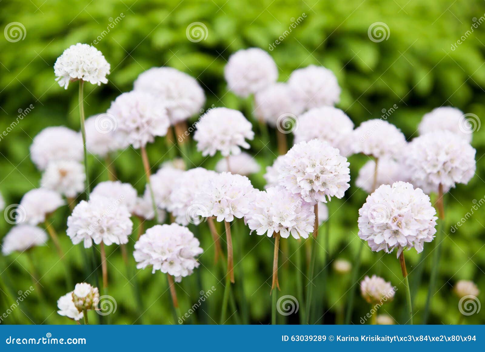 white beautiful flowers
