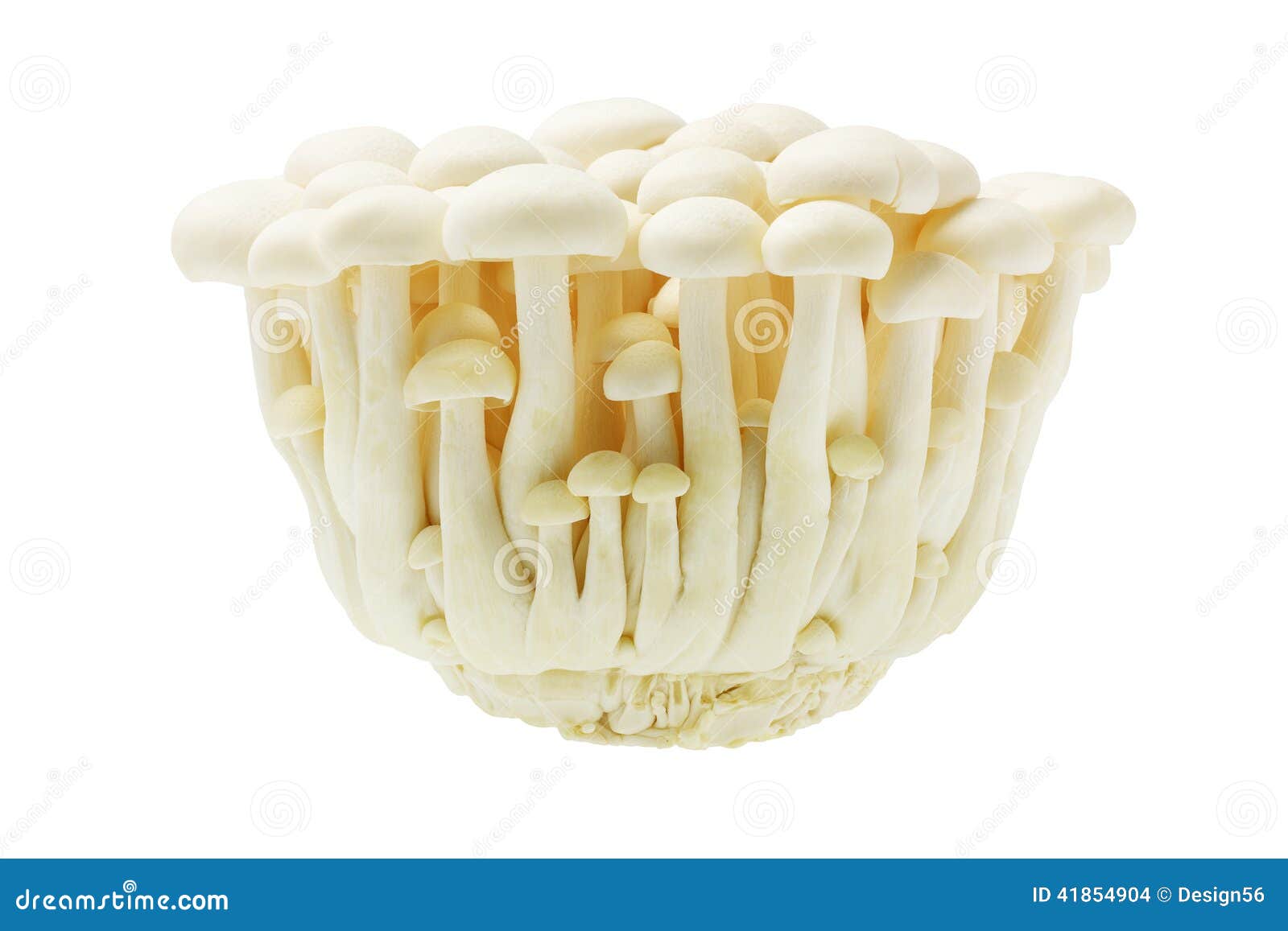 Raw Japanese Bunapishimeji Mushrooms Stock Photography CartoonDealer