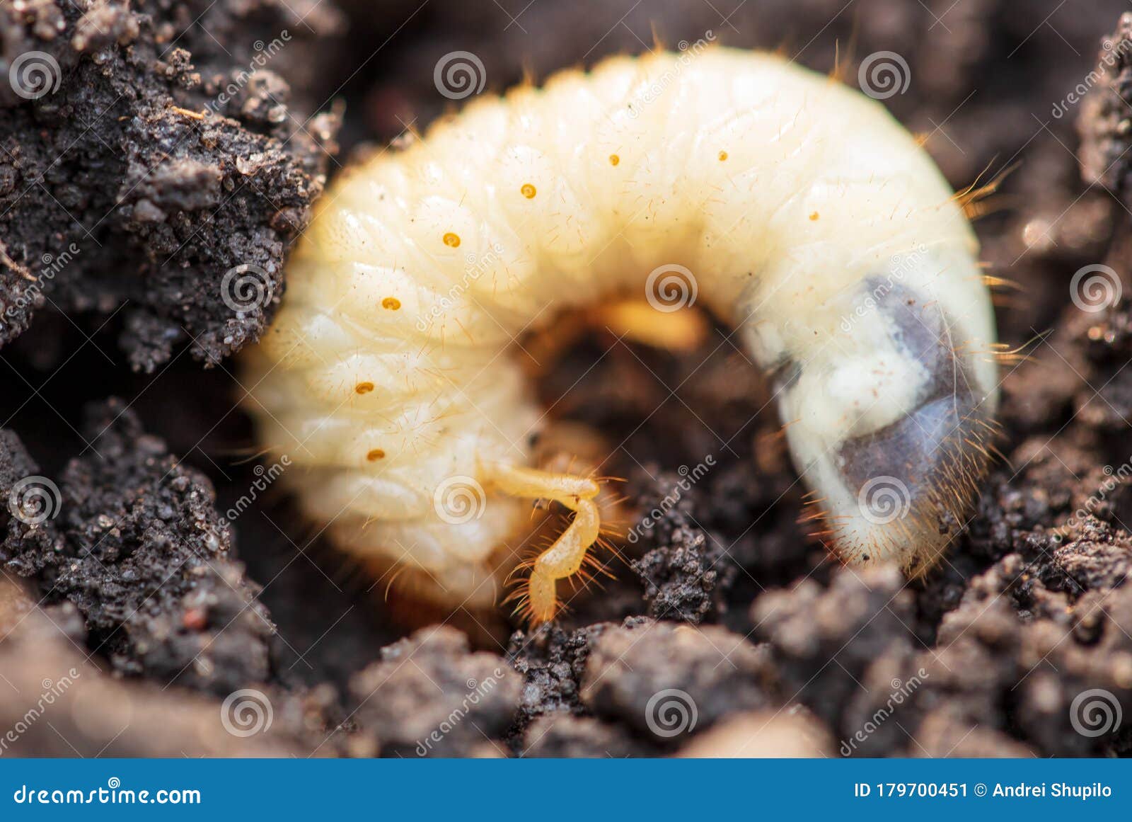 White Beetle Larva in the Ground Stock Image Image of larva, macro