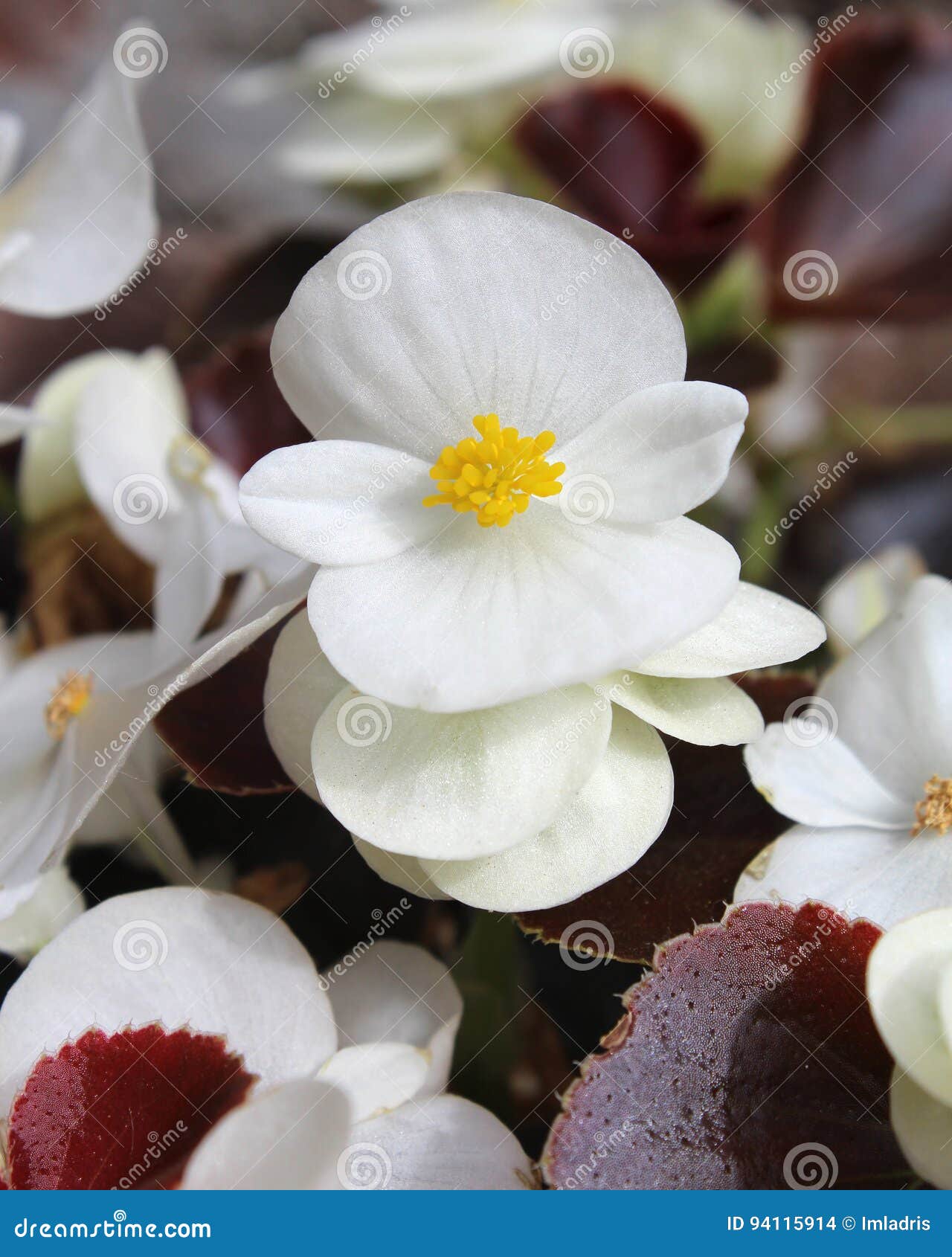 White Begonia stock photo. Image of semperflorens, leaves - 94115914