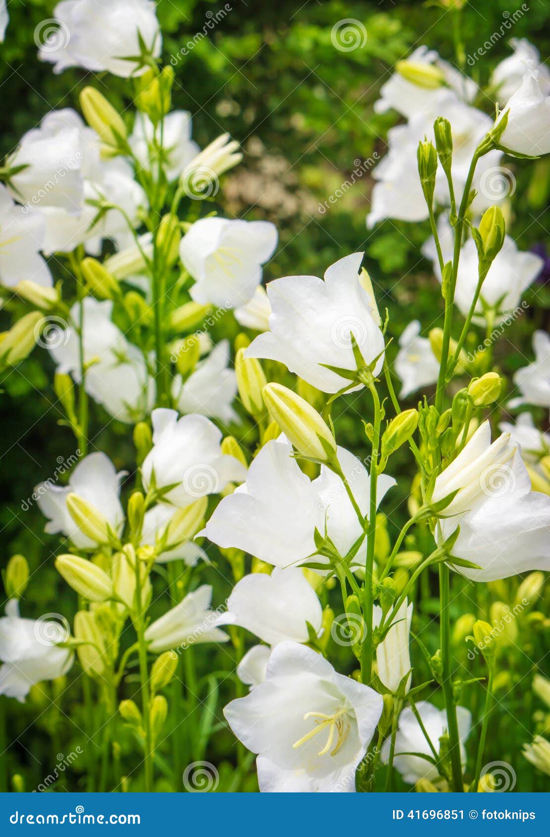 White bell flowers stock image. Image of flower, buds 41696851