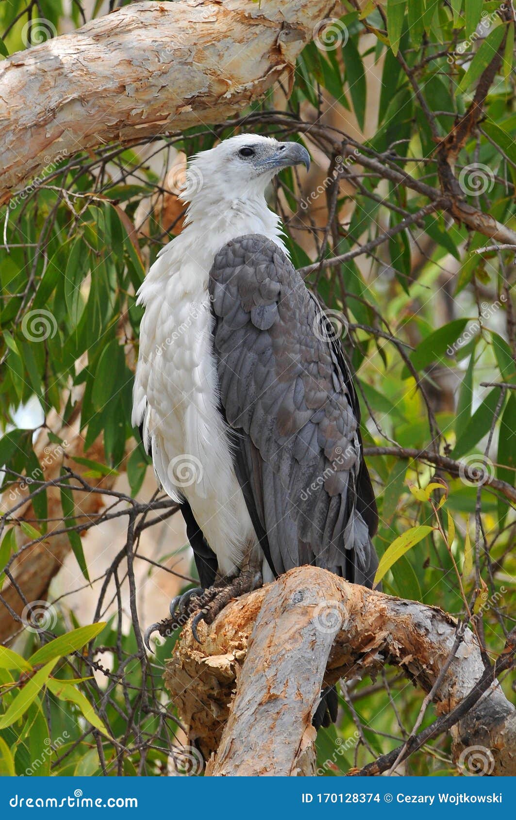 the white bellied sea eagle haliaeetus leucogaster, also known as the white breasted sea eagle, is a large diurnal bird of prey