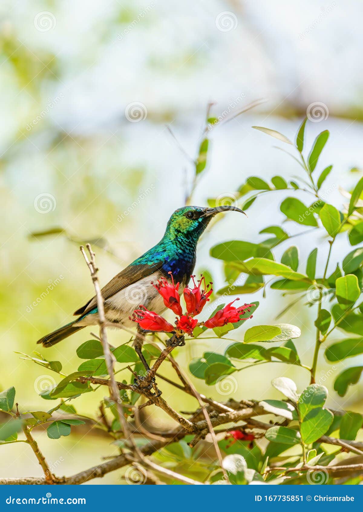 White-bellied Sunbird (Cinnyris Talatala) Taken in South Africa Stock ...