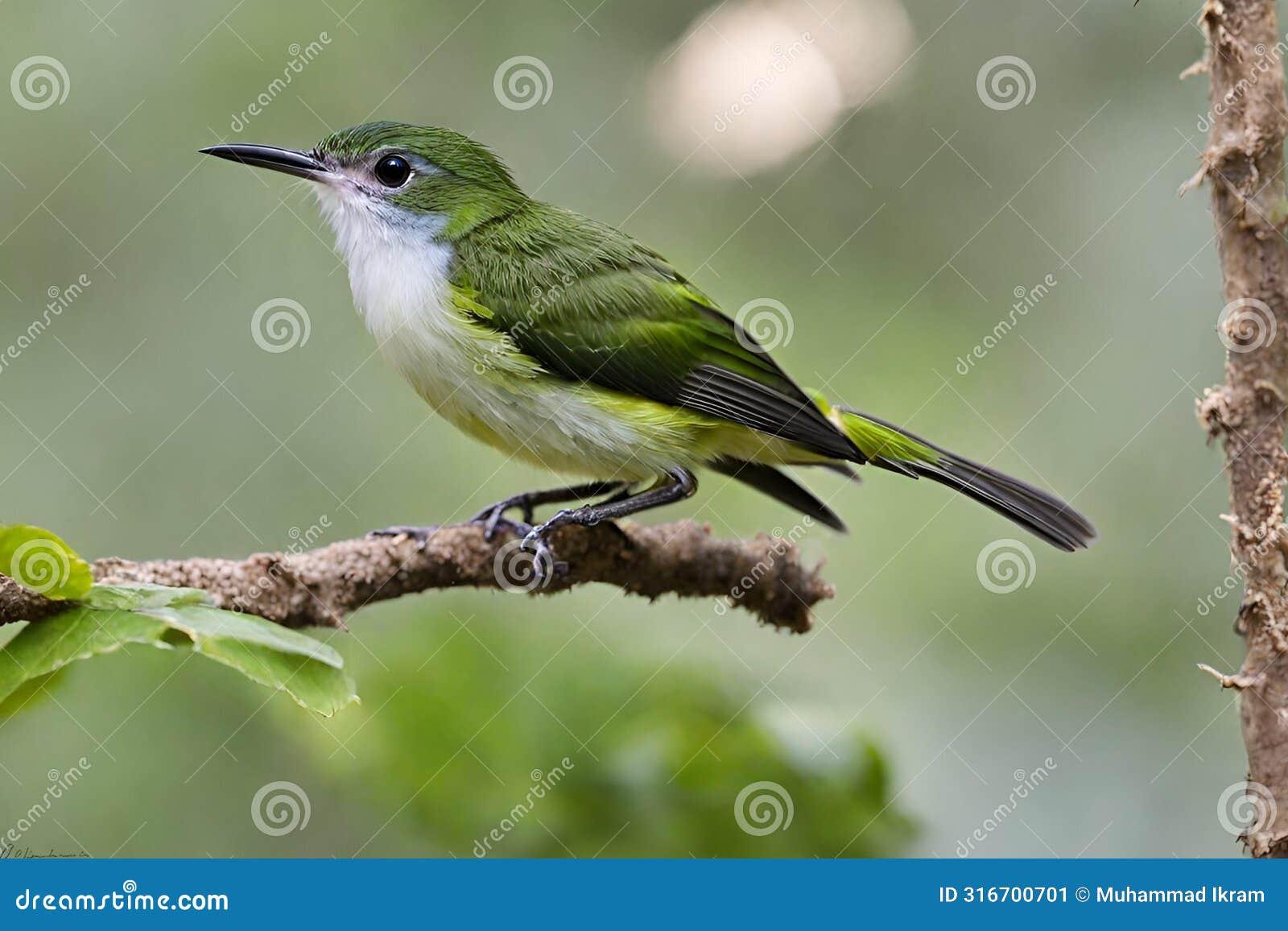 Whitebellied TodyTyrant Perched on Tree Branch Stock Illustration