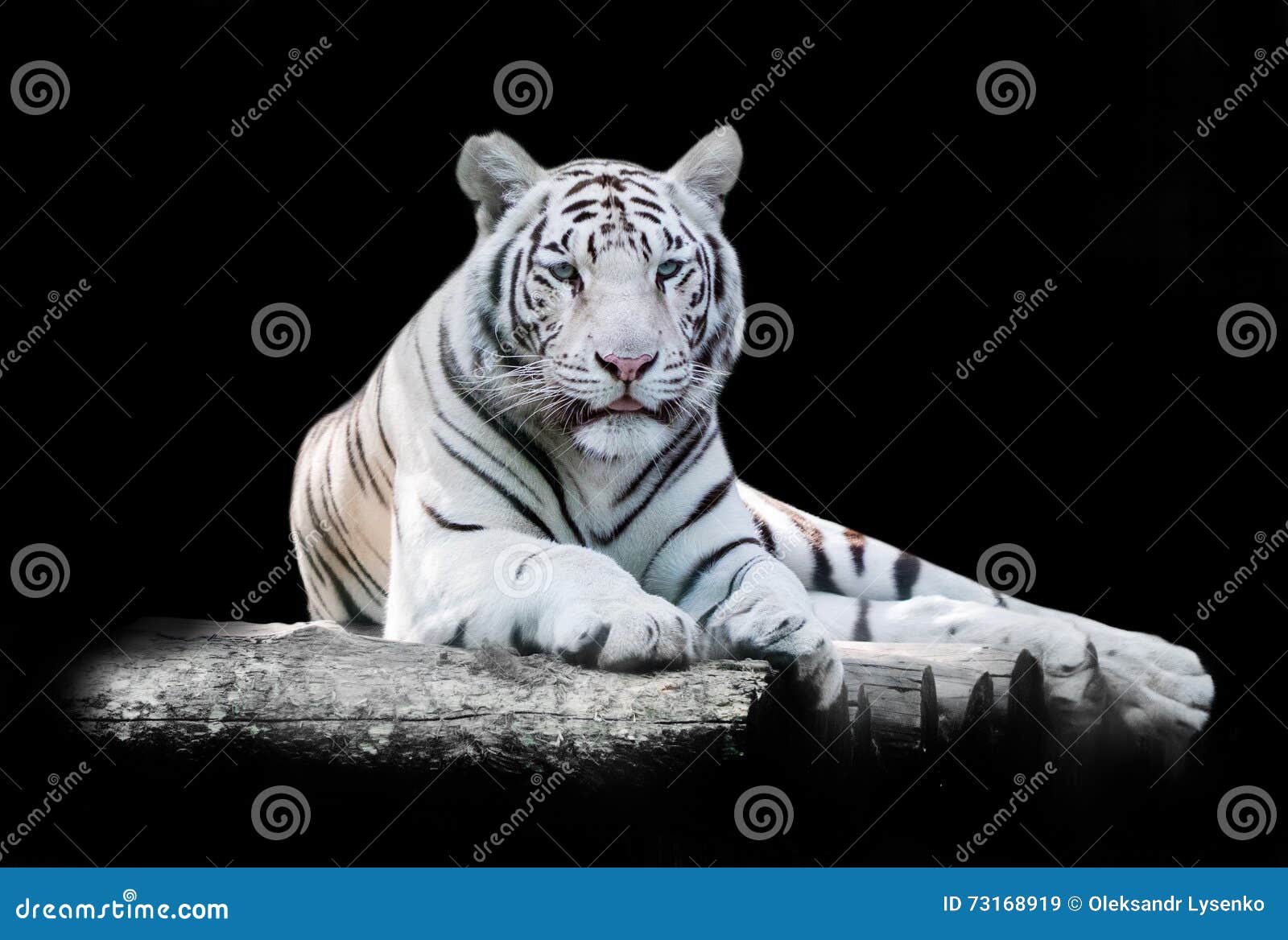 white the bengal tiger