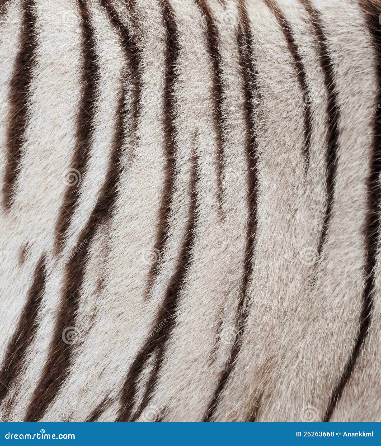 white bengal tiger fur