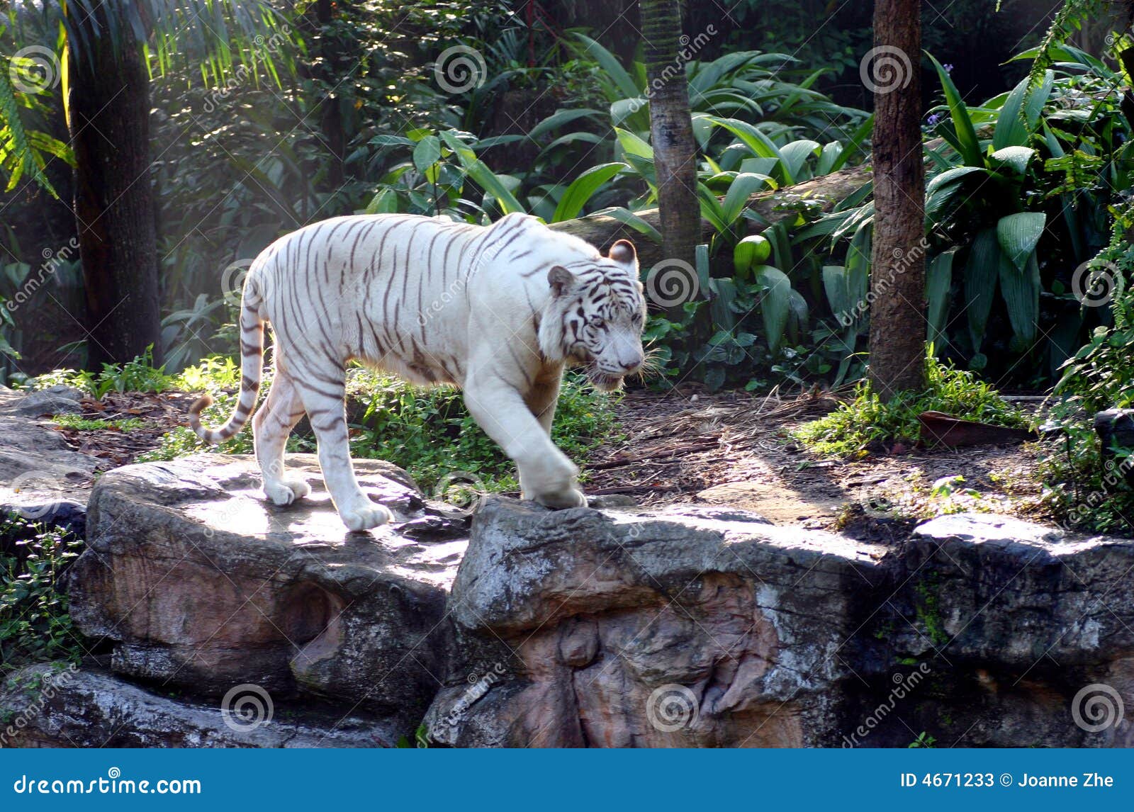 white bengal tiger on the prowl