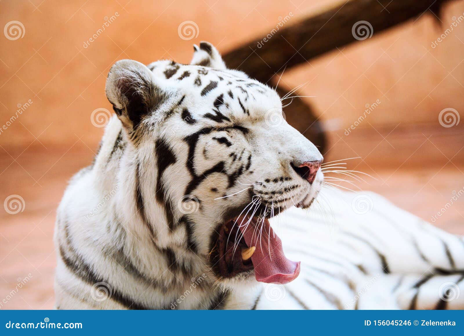 Roaring Bengal Tiger Panthera Tigris Tigris Stock Photography