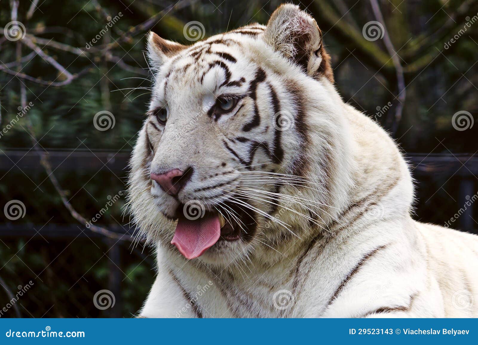 white bengal tigress
