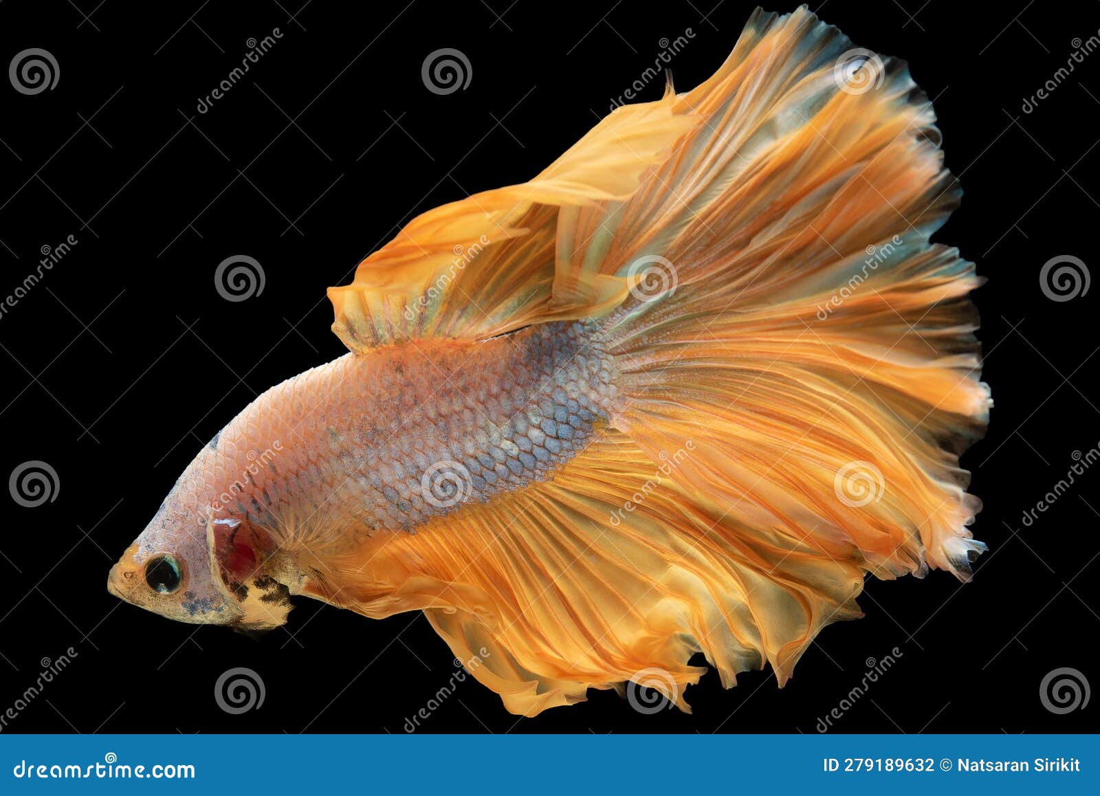 The White Betta Fish Glides Effortlessly through the Water Its