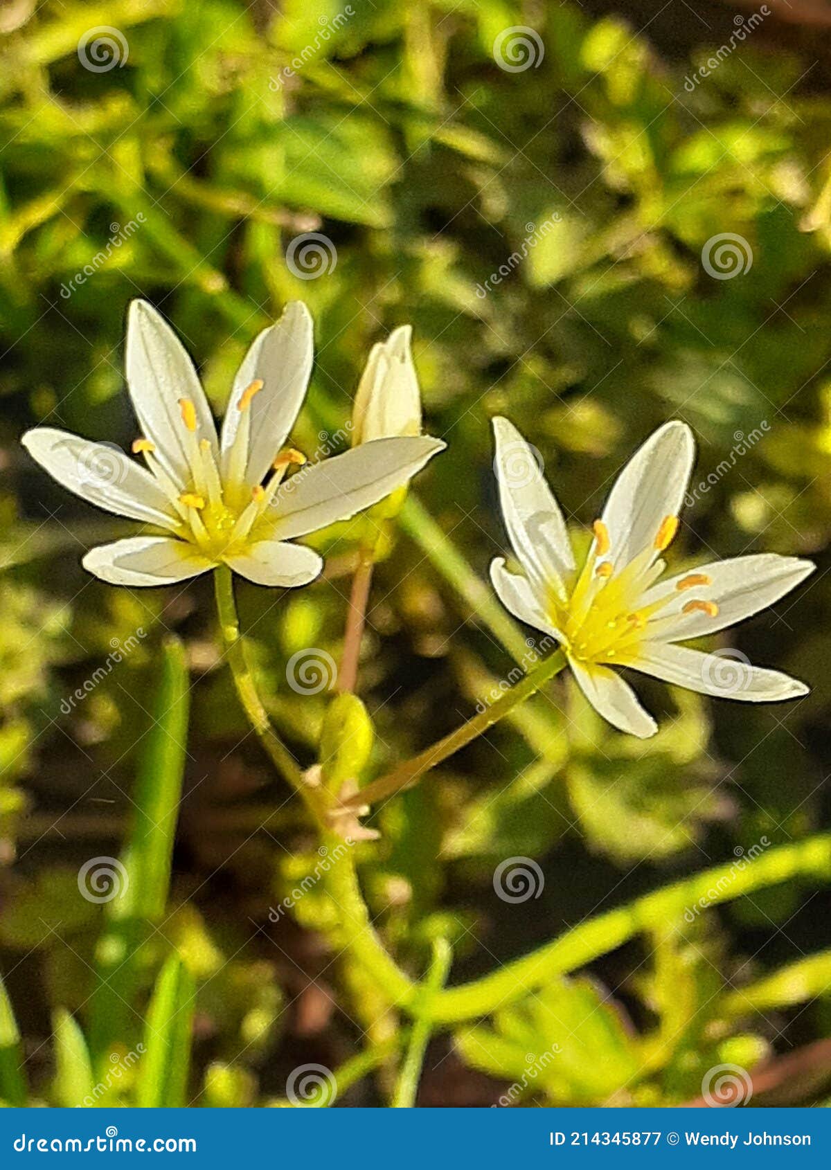 White and Yellow Wildflowers Stock Image Image of flower, white