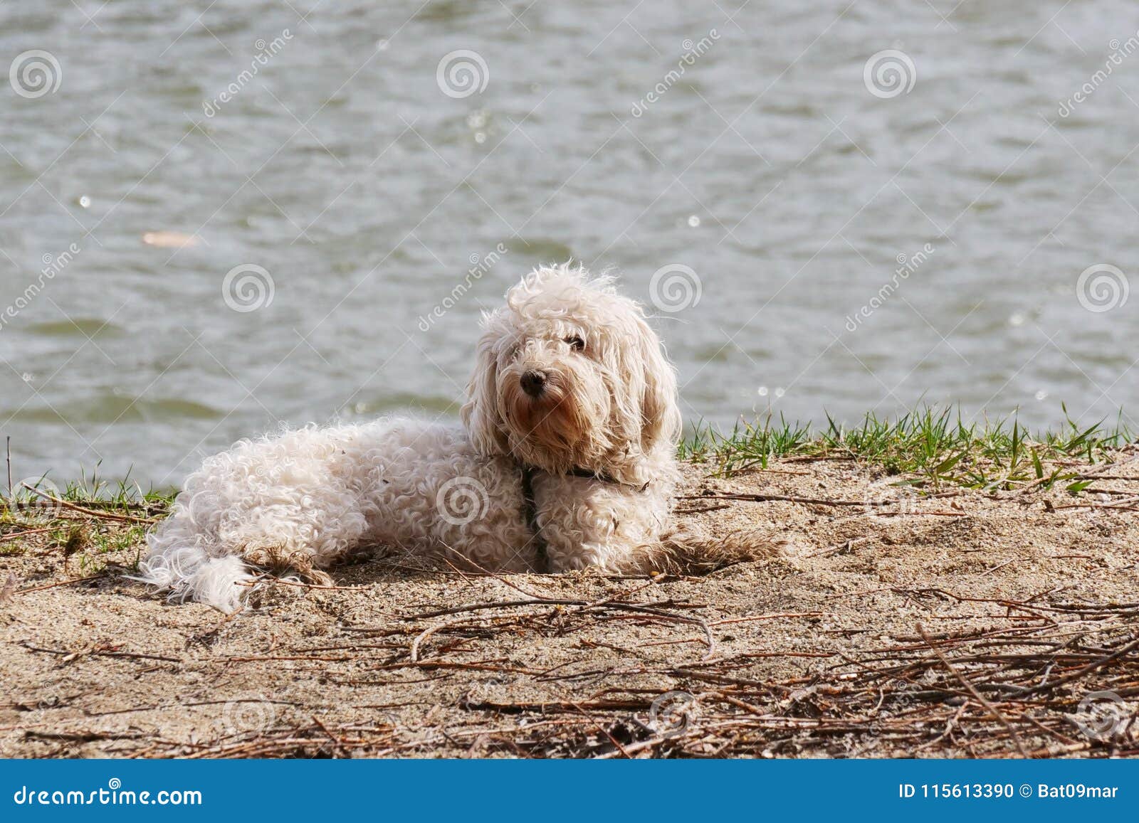 white bichon frise dog laying in the sand on the river bank
