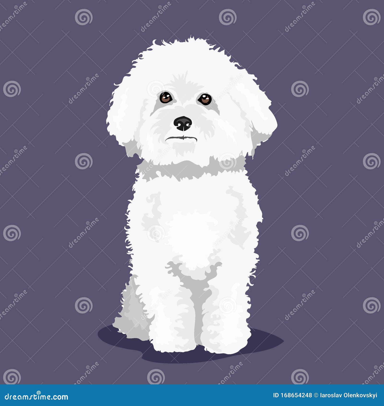 white bichon frize dog  at one color background