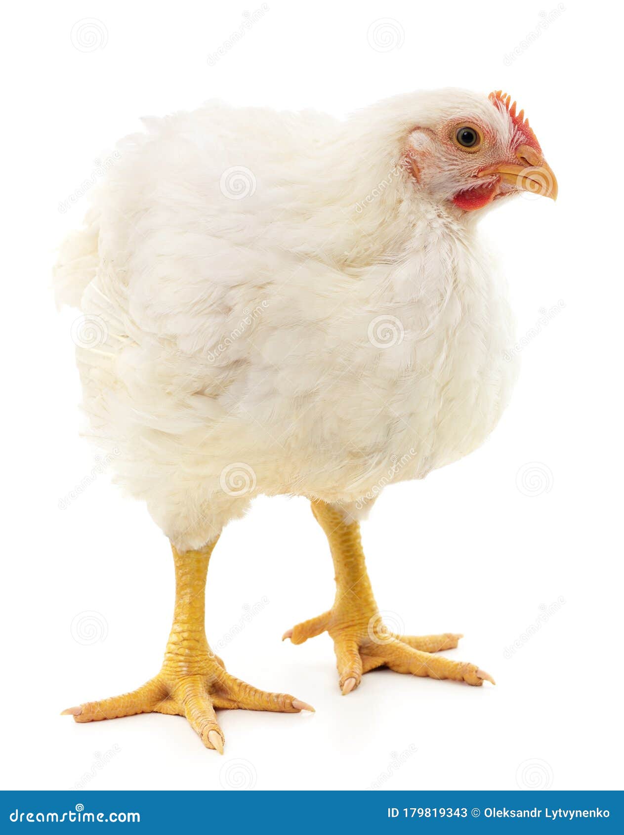 White big hen stock image. Image of farm, meat, summer - 179819343