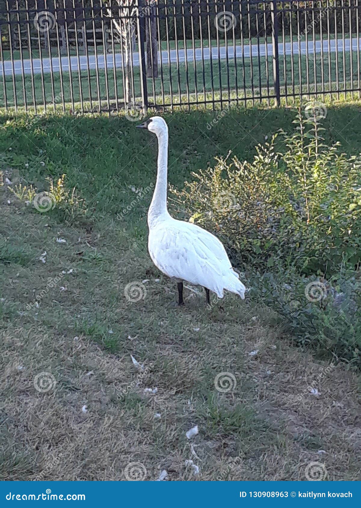 White big swan black beak stock image. Image of beak 130908963