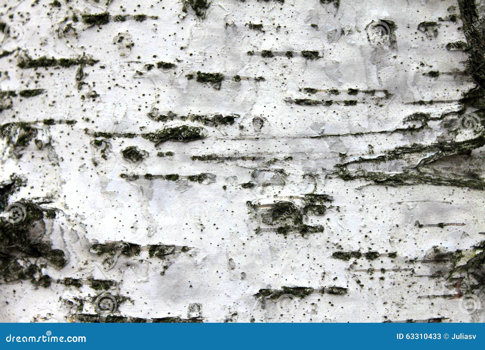 Amazing Birch Bark Texture – Free Nature Stock