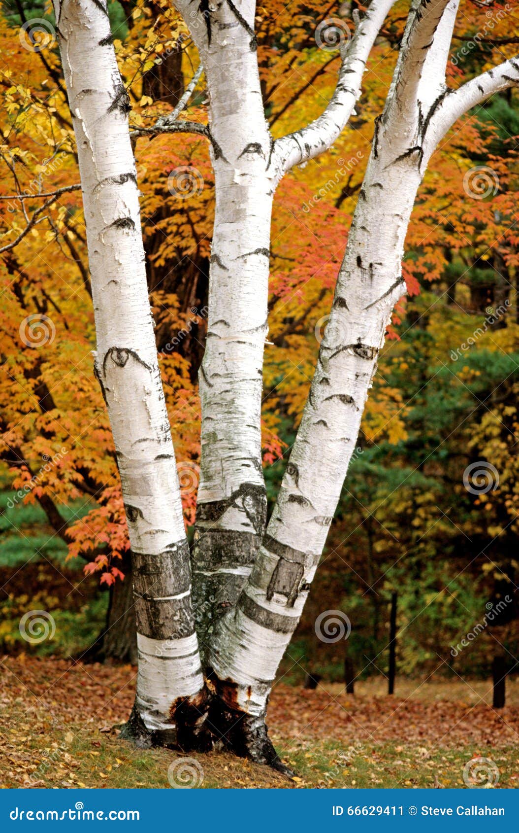 three white birch tree peeling trunks in fall