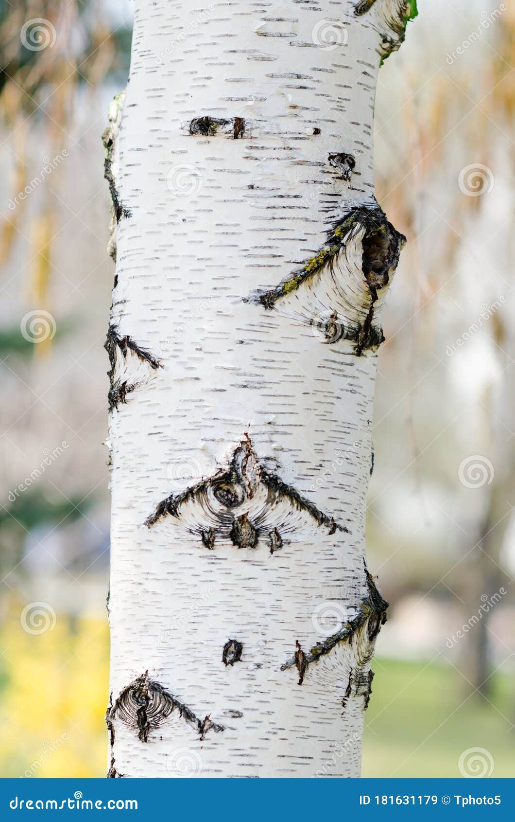 White Birch Tree Bark Close-up Stock Image - Image of outdoors, season:  181631179