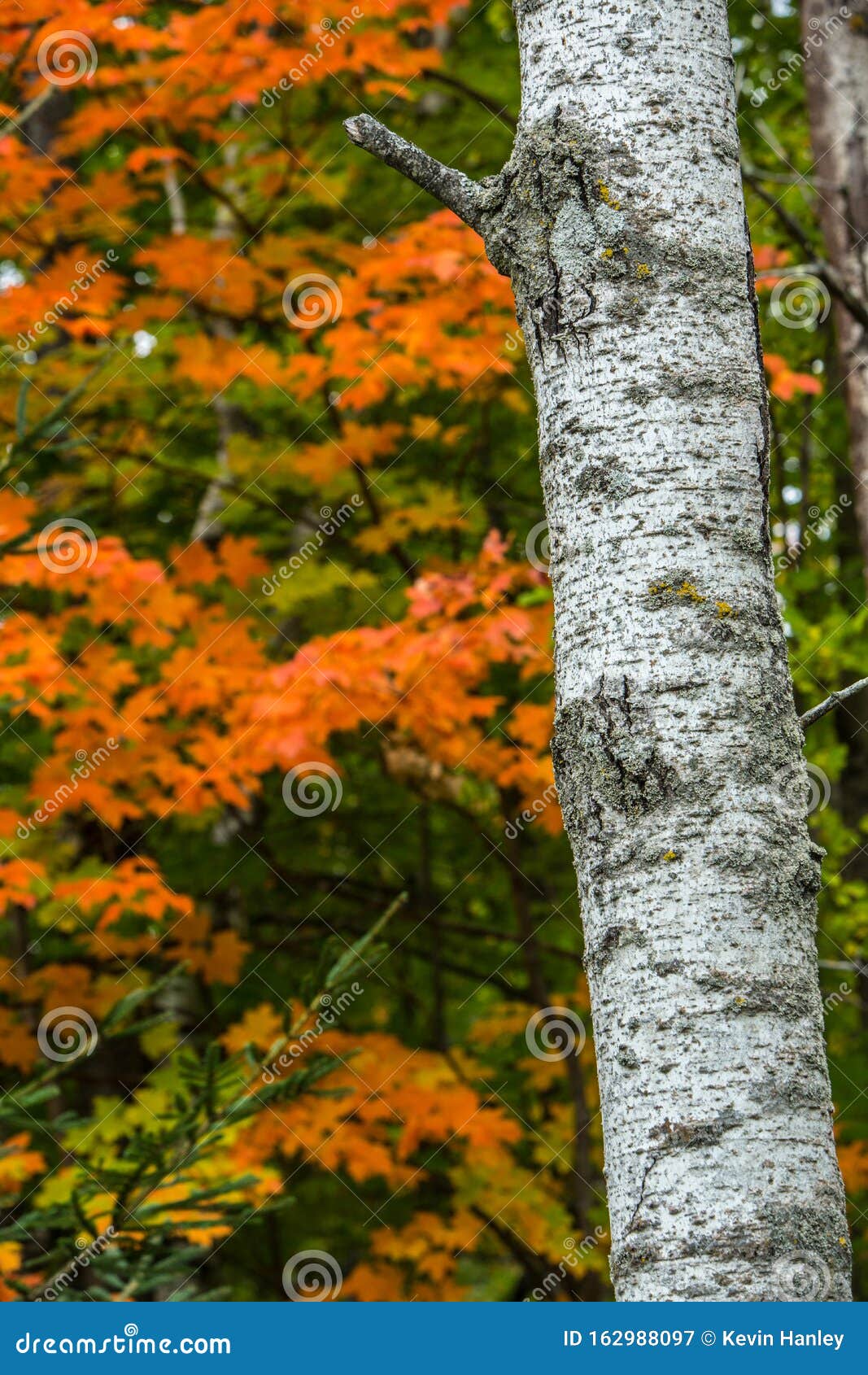 white birch tree with intricate pattern in the midst of a colorful wisconsin forest