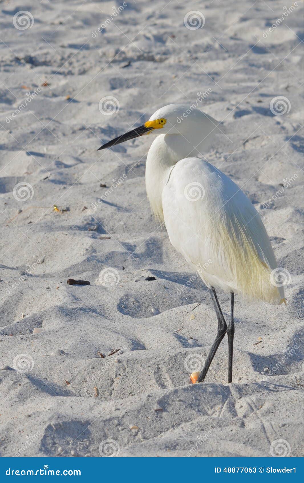 White bird at beach stock image. Image of tide, yellow 48877063