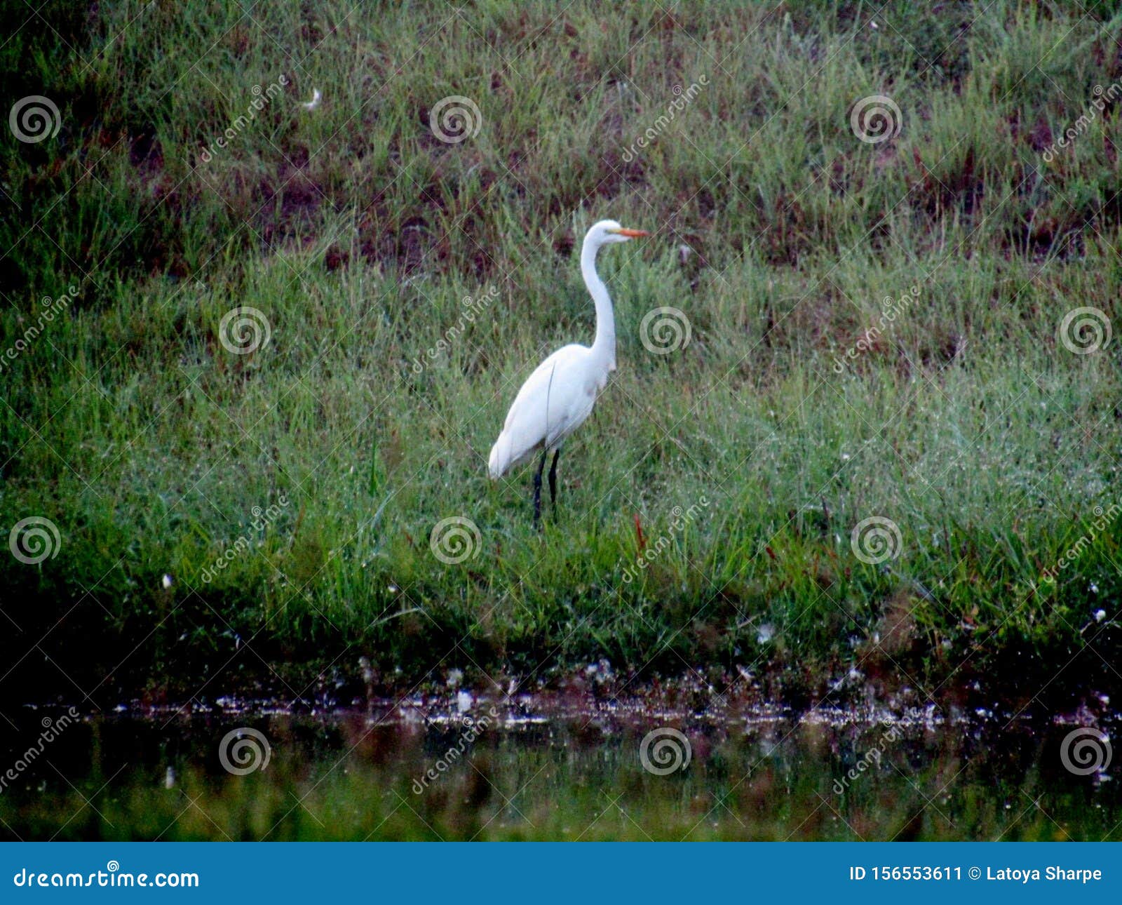 White bird on the Lake stock image. Image of lake, nature 156553611