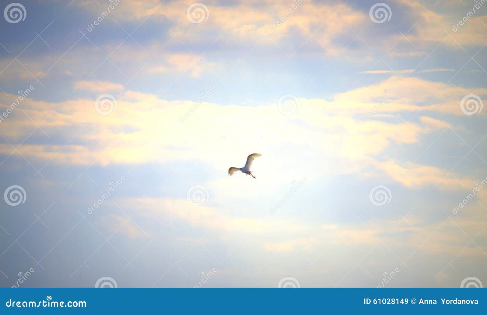 White Bird On Sky Stock Photo - Image: 61028149