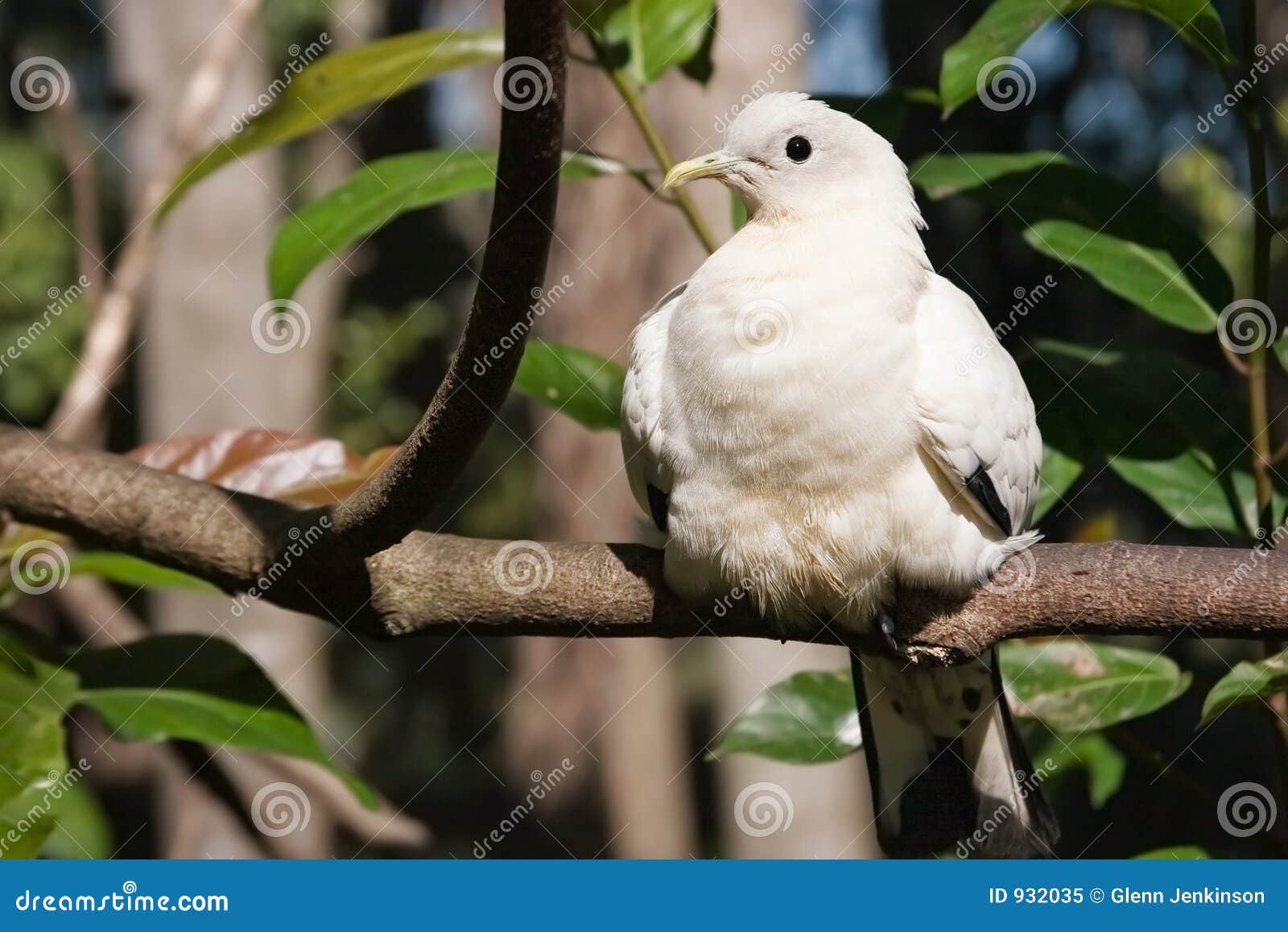 White bird sunning stock image. Image of life, habitat 932035