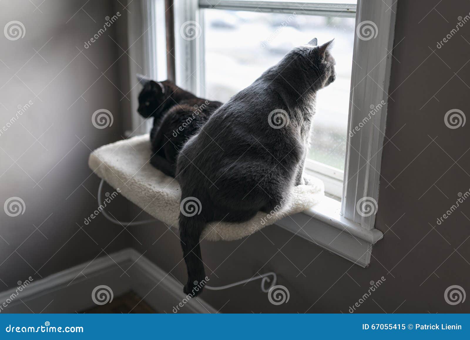 White and Black Cat Sitting on Window Ledge Stock Image Image of grey