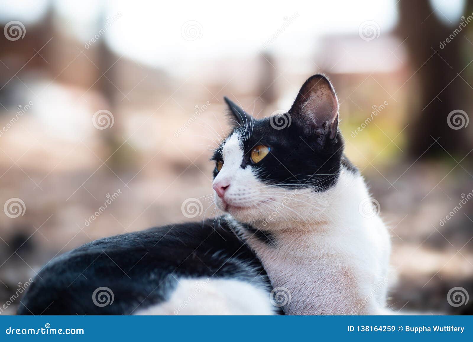 White and Black Cat with Yellow Eyes Stock Image Image of outdoor