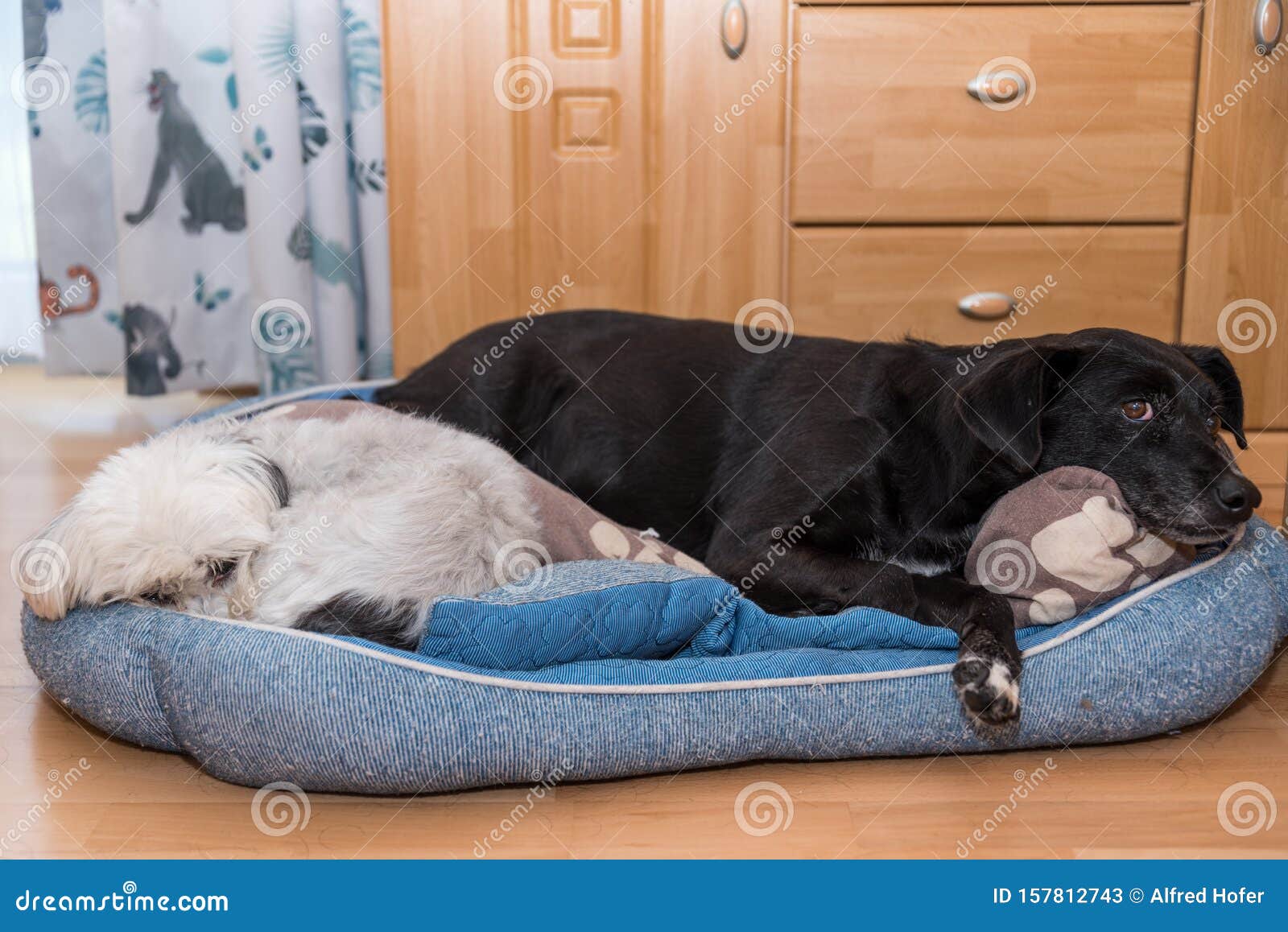 black white dog bed