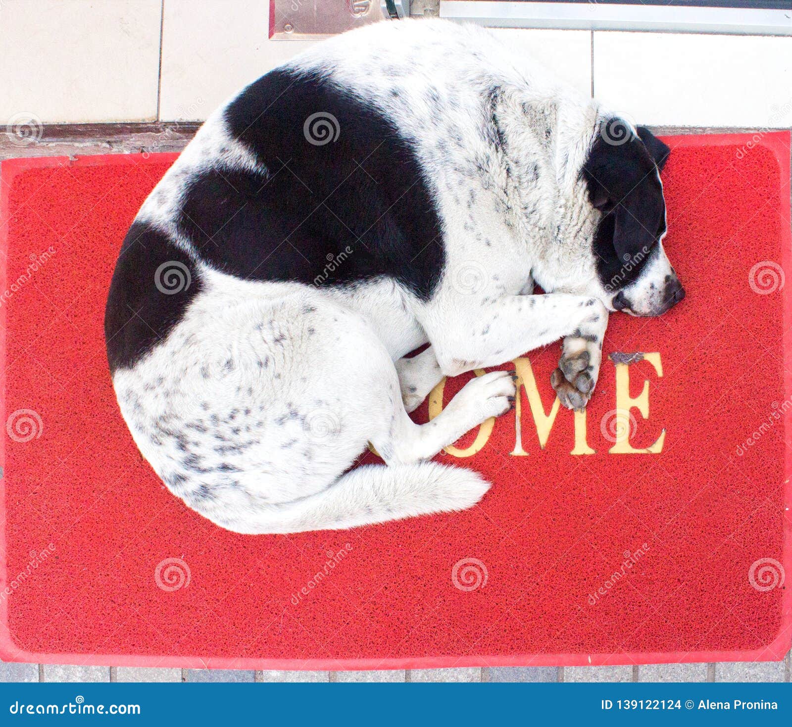 white and black dog with heart on the back sleeping on red carpet with word wellcome