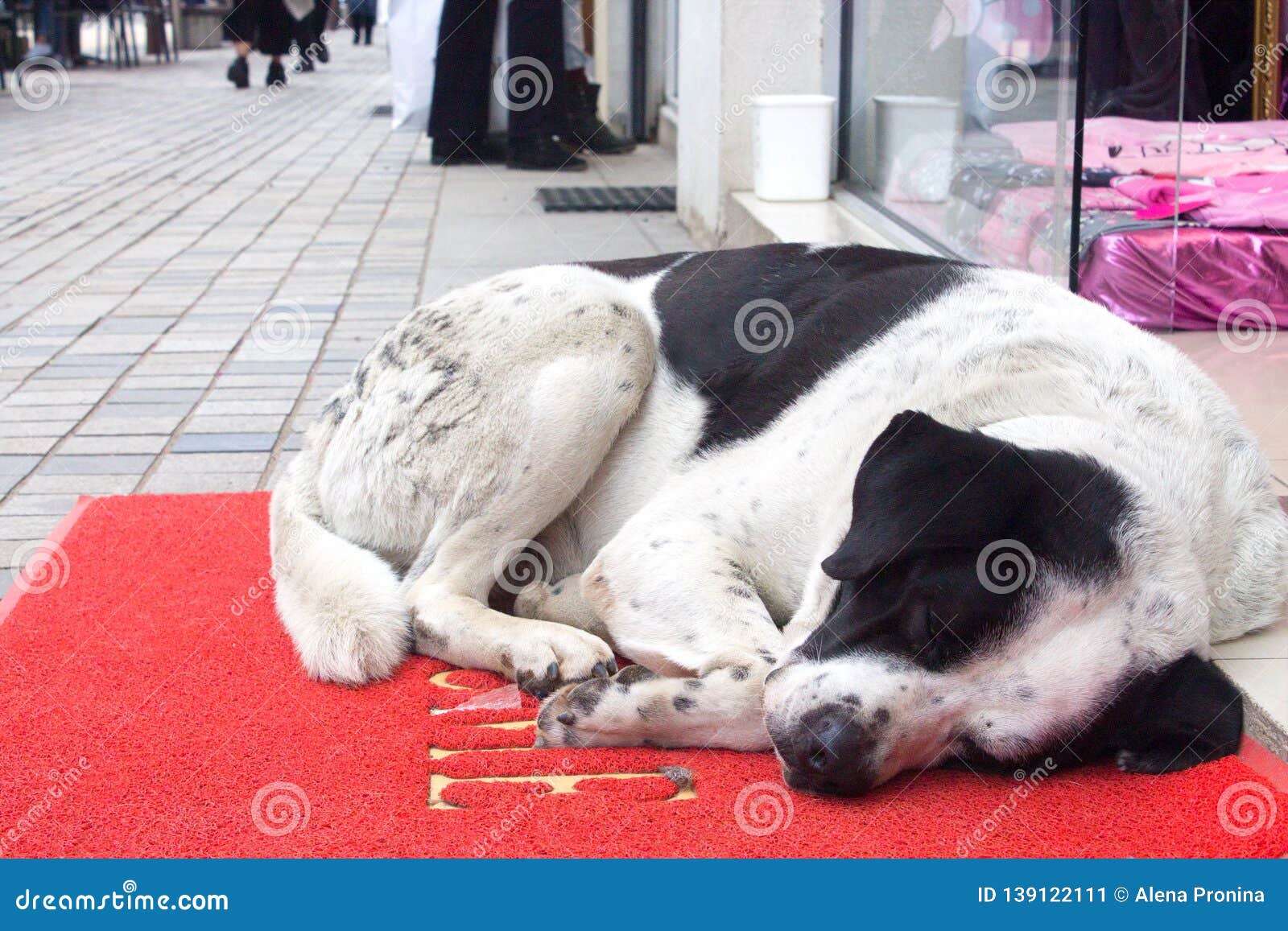 white and black dog sleeping on red carpet with word wellcome on the street in entrance of the shop