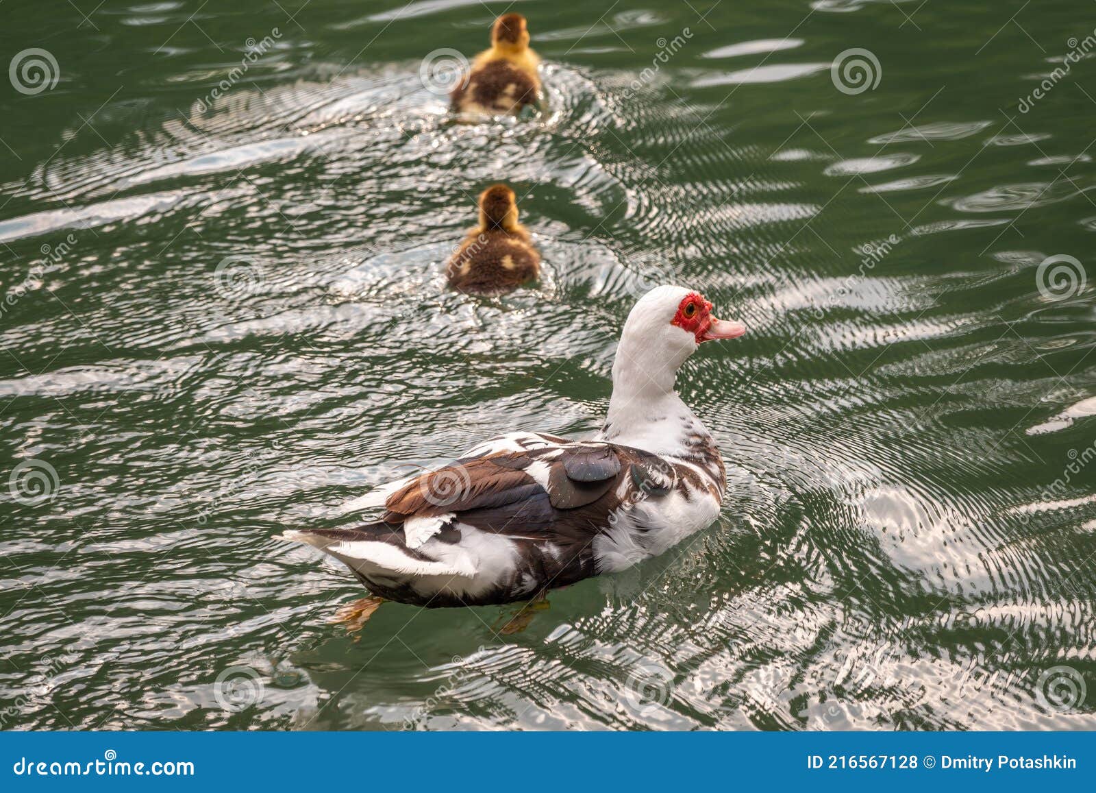 white and black duck with red head, the muscovy duck, swims in the pond with its cute little ducklings