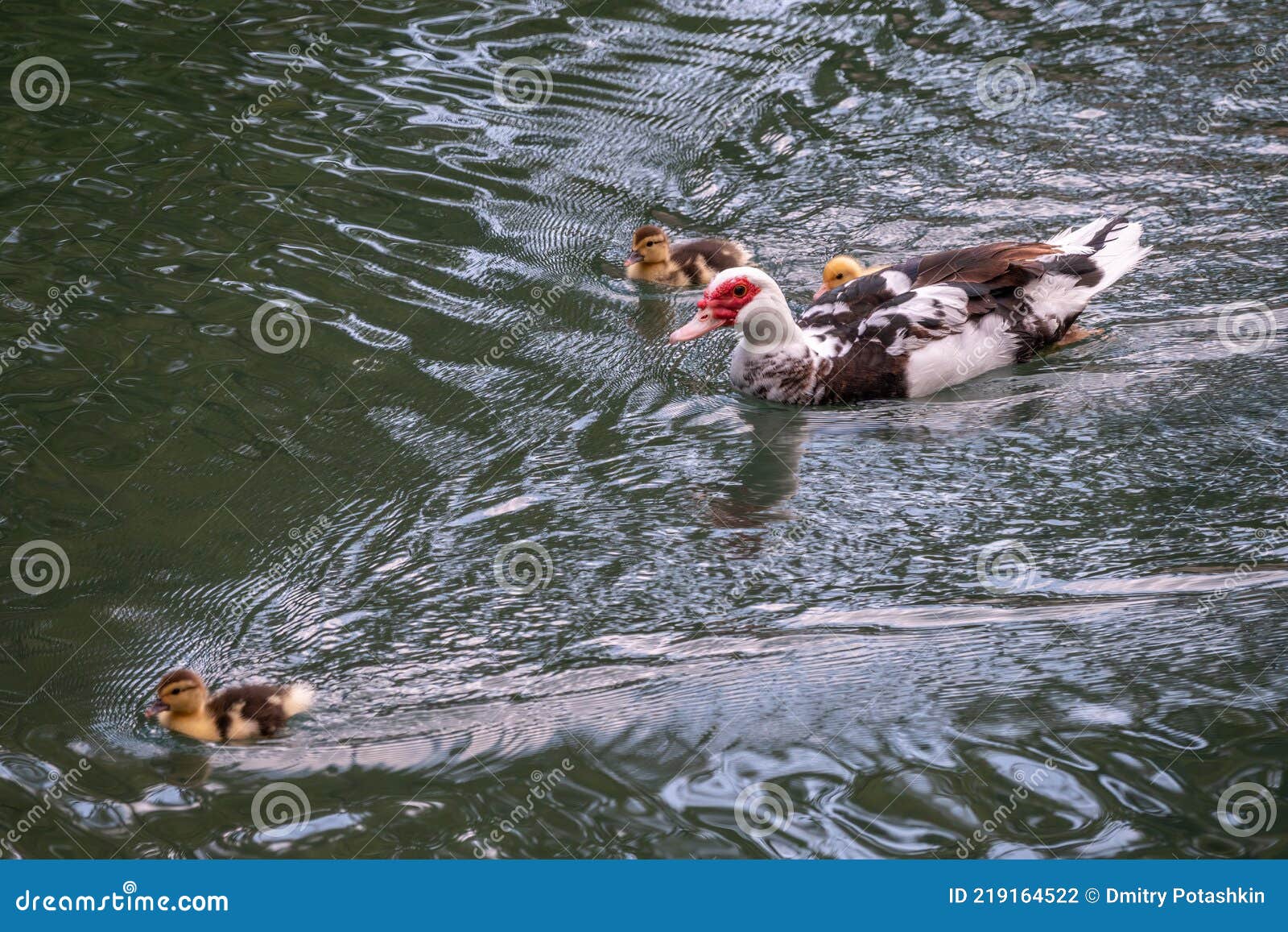 white and black duck with red head, the muscovy duck, swims in the pond with its cute little ducklings