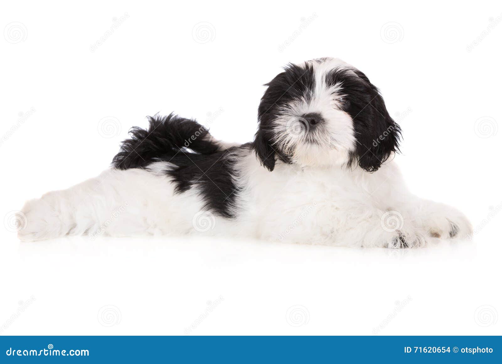 black and white lhasa apso puppy